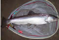 Sea trout